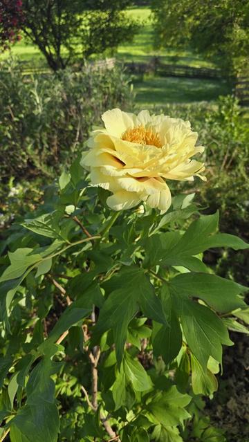 Fiore giallo di peonia arborea.