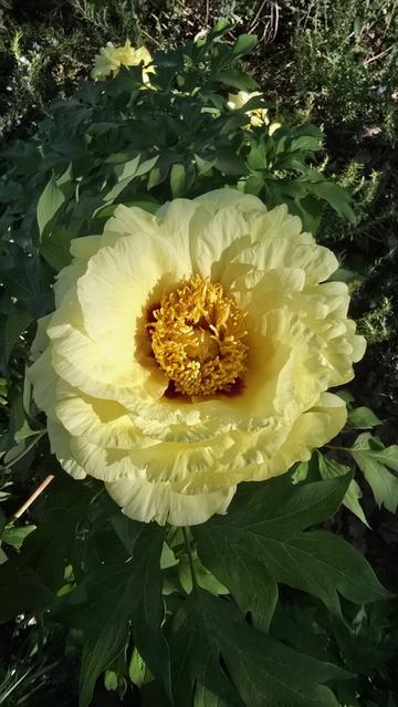 Primo piano visto dall'alto di fiore giallo di peonia arborea.