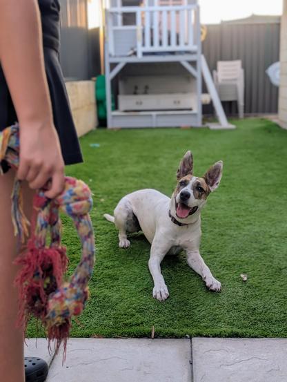 A dog with white and brown patches is sitting on the grass, looking cheerful with its tongue out. In the foreground, a person's hand is holding a colourful rope toy, suggesting playtime. The background features a yard with a structure and some chairs stacked.
