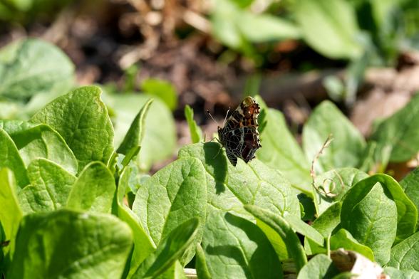 Een landkaartje met gesloten vleugels rust op een felgroen spinazieblad. De vlinder bevindt zich op de middengrond, iets uit het midden aan de rechterkant van de afbeelding. Zijn vleugels vertonen ingewikkelde patronen van bruine, zwarte en witte markeringen en een subtiele hint van geelachtig oranje. De vlinder zit op een enkel, groot spinazieblad, dat een diep, rijkgroen is met zichtbare nerven en een licht glanzend oppervlak. Het blad is goed belicht en werpt een subtiele schaduw eronder. De achtergrond is voorzien van een dichte cluster van andere spinaziebladeren, eveneens felgroen, met een zacht onscherp effect. De foto is genomen vanuit een licht laag perspectief, met de focus op de vlinder en zijn omgeving. De belichting is helder en natuurlijk, wat doet denken aan buitenzonlicht. De compositie is gedetailleerd en toont de fijne textuur van de vleugels van de vlinder en de ingewikkelde nerven van de bladeren. De algehele sfeer is sereen en natuurlijk, en benadrukt de schoonheid van een tuinomgeving.