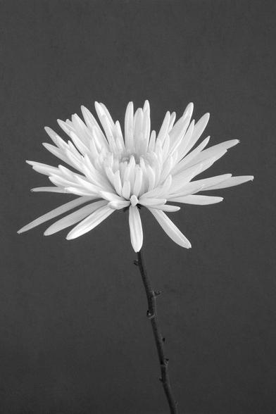black and white picture of an unknown bouquet flower
