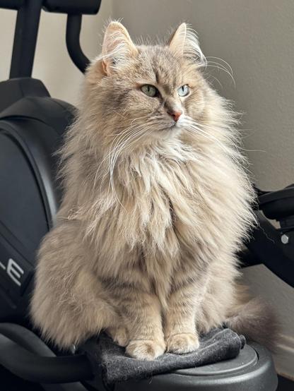 Close-up of a grey Siberian cat sitting on one foot pad of a crosstrainer. He is sitting very upright, strutting his still fluffy mane. He is looking slightly away from the camera. His long white whiskers are very prominent.