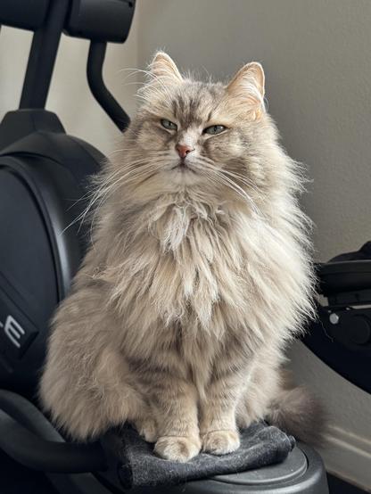 Close-up of a grey Siberian cat sitting on one foot pad of a crosstrainer. He is sitting very upright, strutting his still fluffy mane. He is looking just past the camera with his eyes narrowed in a slow-blink smile. His long white whiskers are very prominent.