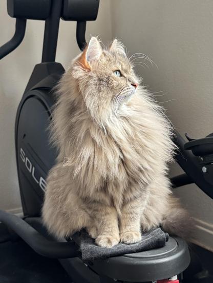 Close-up of a grey Siberian cat sitting on one foot pad of a crosstrainer. He is sitting very upright, strutting his still fluffy mane. He is looking away from the camera. His long white whiskers are very prominent.