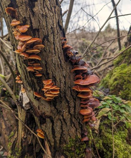 Fungi growing on the trunk of a tree with a field and cloudy sky in the background