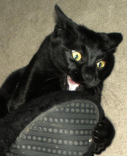 Un chat a les yeux écarquillé et la bouche entreouverte, fixant un chausson qu'il tient avec sa patte avant gauche