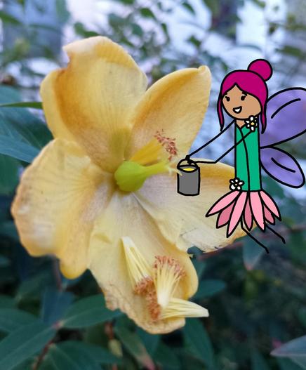 Das Bild zeigt eine große, gelbe Blume mit fünf Blütenblättern, die im Vordergrund steht. Die Blume hat ein zentrales grünes Stempelblatt und einige gelbe Staubblätter. Im Hintergrund sind grüne Blätter zu sehen, die die Blume umrahmen. Auf der rechten Seite der Blume ist eine cartoonartige Fee mit pinken Haaren und violetten Flügeln zu sehen. Sie trägt ein grünes Oberteil und einen rosa Rock, der wie Blütenblätter geformt ist. Die Fee hält einen kleinen silbernen Behälter in der Hand und scheint den Nektar aus der Blume zu sammeln. Die Szene ist lebendig und fantasievoll, mit einer harmonischen Kombination von realistischen und künstlerischen Elementen.