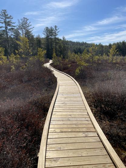 A very long, newly built boardwalk winding through a large bog that gets up to the depths of 30 feet deep. Dark maroon wetland plants take up the majority of the photo coming right up to the wooden boardwalk. Beyond them lots of small pines come up from the wetness, their fresh needles an odd yellowish color. And beyond them is a horizon of evergreen trees under a cloud-streaked blue sky. The boardwalk is built with curves so that it really does wind through the bog almost like a snake.