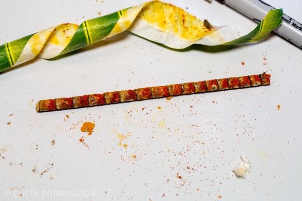 Series of orange, cylindrical cocoons that were inside a paper straw nesting tube.
