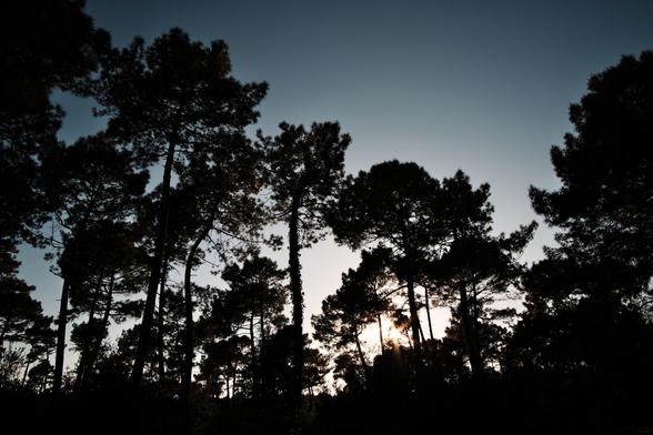 The image captures the silhouette of tall, mature pine trees against a dusky, slightly overcast sky. The trees are dark and dense, creating a stark contrast with the gradient sky behind them, transitioning from a light near the horizon to a darker shade above. A small glimpse of the sun peeks out, adding a small warm tone to the shot. The atmosphere has a serene and somewhat mysterious quality.