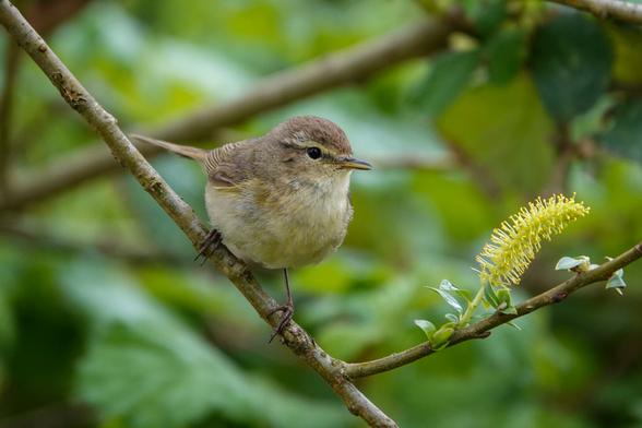 Chiffchaff on a branch green leaves as background. Bird looking to the right