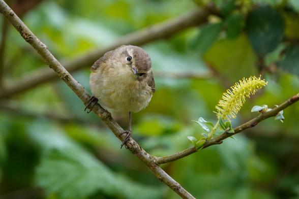Chiffchaff on a branch green leaves as background. Bird looking towards camera
