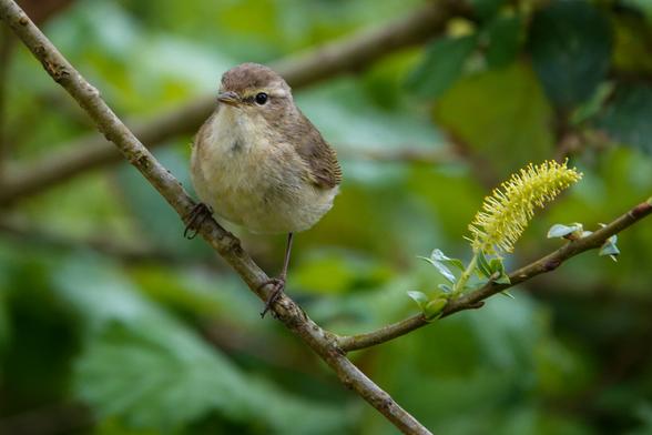 Chiffchaff on a branch green leaves as background. Bird looking to the left