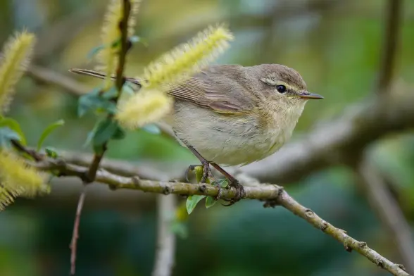 Chiffchaff (beige, with light eyebrow) on a branch in a blooming tree, looking to the right.