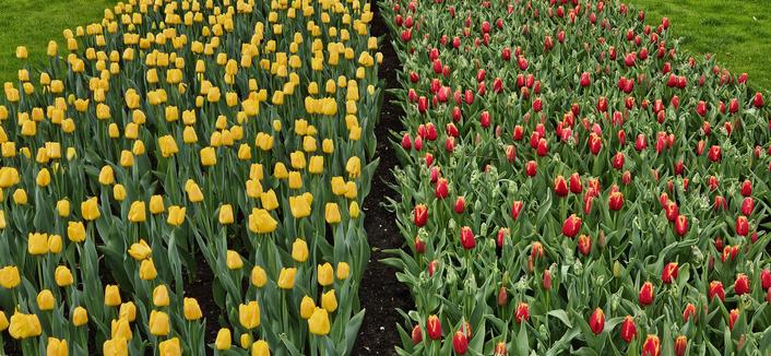 Blumen in zwei Farben