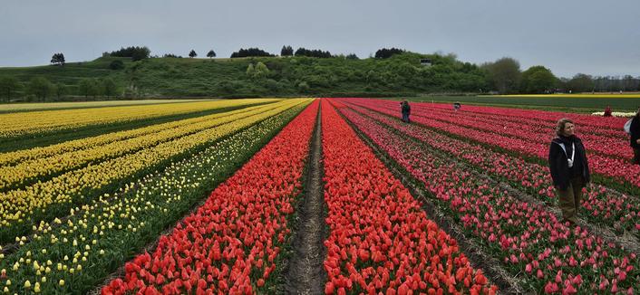 Blumen in drei Farben