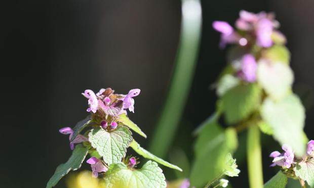 Lamium. (GETTY IMAGES)
