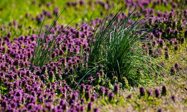 Lamium. (Getty Images)