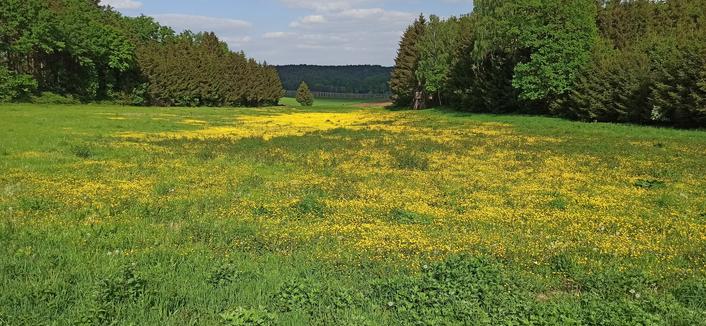 Wiese voll mit gelbem Lösenzahn, hinten rechts und links ein Waldrand der in der Mitte eine Lücke lä#t, durch die man die nächste Löenzahnwiese sieht. Ganz im Hintergrund sehen wir die Masten des Hopfenanbaus hier in der Holledau.