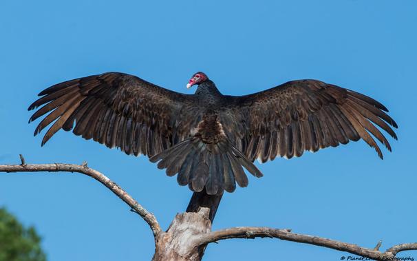 A large turkey vulture perched on a dead tree. it has a reddish head and has its brownish wings spread out against a clear blue sky