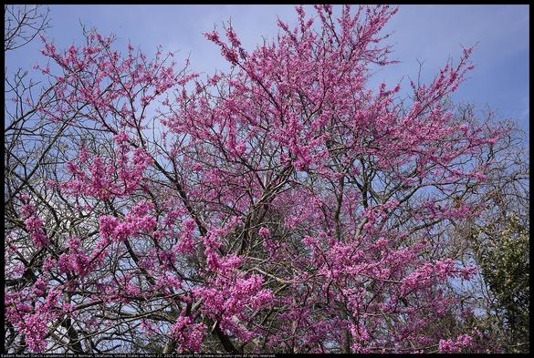 An Eastern Redbud (Cercis canadensis) tree was blooming in Norman, Oklahoma, United States on March 27, 2025. This tree planted itself. The tree is native to Oklahoma and has been used as a symbol of Oklahoma.