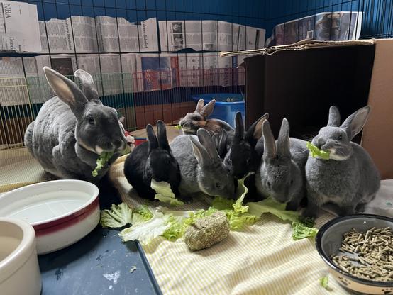 A group of eight bunnies in a pen on the floor eat lettuce and snacks together. The bunnies are behind the food, in a line across from the camera. They range in size with some younger looking bunnies and some larger. They're mostly gray, but two in the middle are black. There are sheets on the ground, as well as water bowls a cardboard box house
