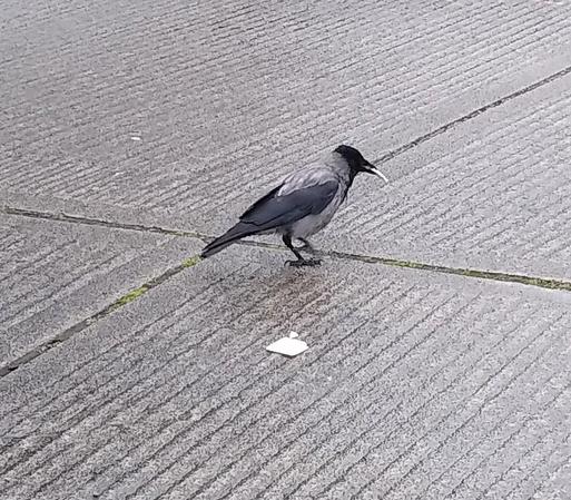 a crow on a back road with a piece of cracker. another piece of cracker is at their feet.