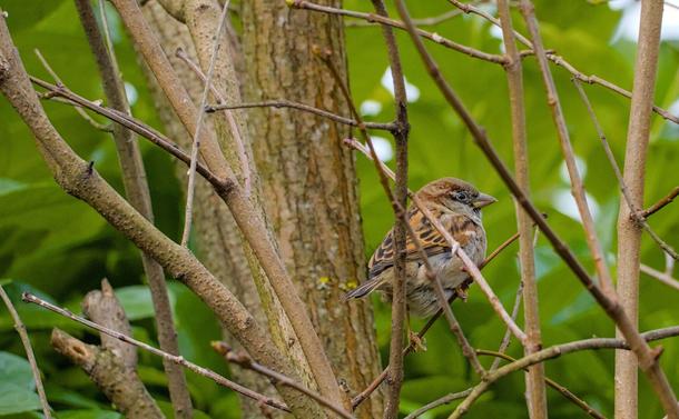 Spatz im Fliederbaum.
