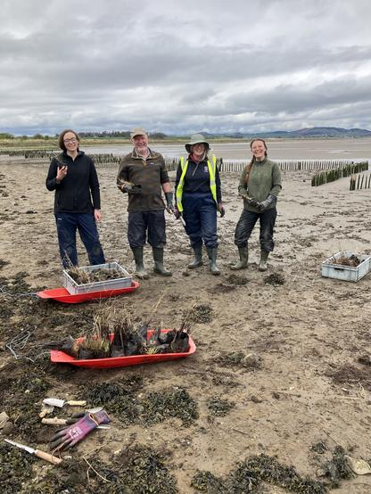 Four people standing on a muddy estuary  with red sledges with plants on and tools on the ground in front of them. Behind them are mostly buried fences to protect the newly planted plants