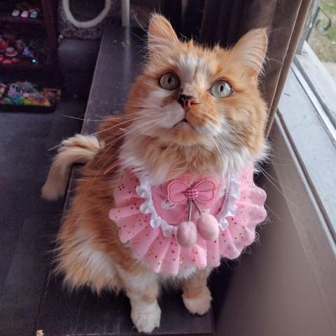 Chewy, a fluffy orange and white cat, poses with a pink frilly collar. She is looking up at the camera with a cute expression.