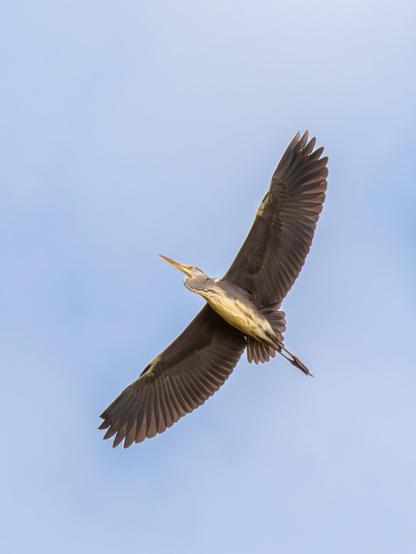 𝗣𝗶𝗰𝘁𝘂𝗿𝗲 𝗗𝗲𝘀𝗰𝗿𝗶𝗽𝘁𝗶𝗼𝗻 (𝗘𝗻𝗴): A Grey Heron flying, seen from below with its wings spread. These are three consecutive shots with slight changes in wing posture.

𝗗𝗲𝘀𝗰𝗿𝗶𝗽𝗰𝗶𝗼́𝗻 (𝗘𝘀𝗽): Una Garza Real volando vista desde abajo con las alas extendidas. Son tres tomas consecutivas con ligeros cambios en la postura de las alas.