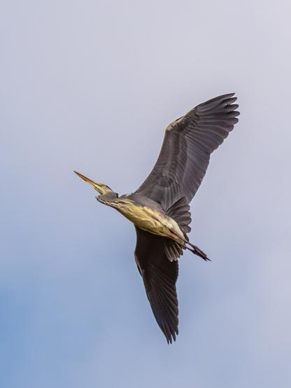 𝗣𝗶𝗰𝘁𝘂𝗿𝗲 𝗗𝗲𝘀𝗰𝗿𝗶𝗽𝘁𝗶𝗼𝗻 (𝗘𝗻𝗴): A Grey Heron flying, seen from below with its wings spread. These are three consecutive shots with slight changes in wing posture.

𝗗𝗲𝘀𝗰𝗿𝗶𝗽𝗰𝗶𝗼́𝗻 (𝗘𝘀𝗽): Una Garza Real volando vista desde abajo con las alas extendidas. Son tres tomas consecutivas con ligeros cambios en la postura de las alas.