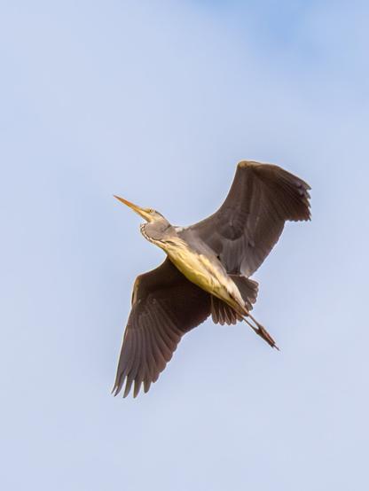 𝗣𝗶𝗰𝘁𝘂𝗿𝗲 𝗗𝗲𝘀𝗰𝗿𝗶𝗽𝘁𝗶𝗼𝗻 (𝗘𝗻𝗴): A Grey Heron flying, seen from below with its wings spread. These are three consecutive shots with slight changes in wing posture.

𝗗𝗲𝘀𝗰𝗿𝗶𝗽𝗰𝗶𝗼́𝗻 (𝗘𝘀𝗽): Una Garza Real volando vista desde abajo con las alas extendidas. Son tres tomas consecutivas con ligeros cambios en la postura de las alas.