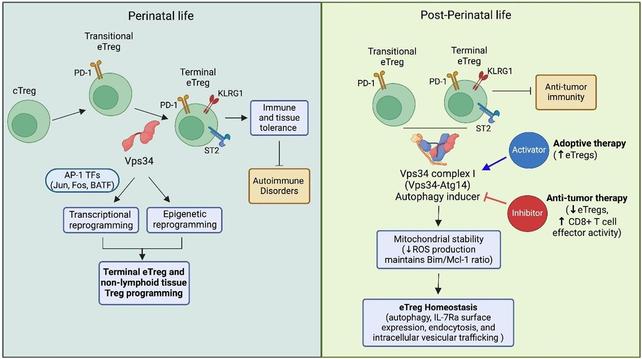 Vps34 plays a crucial role in the differentiation of conventional Tregs (cTregs) into transitional effector Tregs (eTregs; PD‐1+) and subsequently into terminal effector Tregs (KLRG1+, ST2+) during perinatal development and their maintenance and function through post-perinatal life. Vps34, through AP‐1 transcription factors (TFs; Jun, Fos, BATF), facilitates transcriptional and epigenetic reprogramming essential for immune tolerance, thereby averting autoimmunity during perinatal life. Post-perinatally, the Vps34–Atg14 complex promotes autophagy, stabilizes mitochondria (reducing reactive oxygen species and regulating the Bim/Mcl-1 ratio), and sustains eTreg homeostasis (e.g., IL-7Rα/CD127 expression). Modulating Vps34 complex pathways—either by activation or inhibition—holds potential for clinical applications in treating autoimmune diseases and cancer. The authors acknowledge Biorender for figure generation.