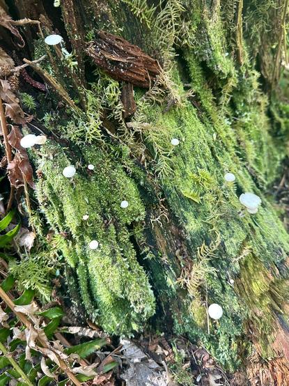 An old tree stump is thickly furred with vivid moss, including a few longer tendrils that may be lichen. Small pale mushrooms pop out of the moss all over, like a constellation of stars.