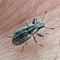 sehr kleiner ausschnitt mit geringer auflösung, makro mit anführungszeichen. auf heller haut krabbelt ein längliches käferchen, hinterleib wie ein reiskorn, mittelteil und kopf so ähnlich, aber zusammen nur halb so groß. hellgrau-dunkelgrau längs-gestreift, aber unscharf, insbesondere auf den deckflügeln hinten. der kopf ist eher stumpf rundlich, wenig verlängert wie bei anderen rüsselkäfern