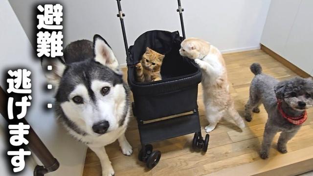 深夜に雷が落ちて子猫と犬がパニックで避難...