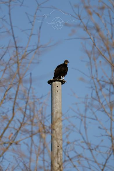 A turkey vulture perched on a post against clear sky between tree branches.