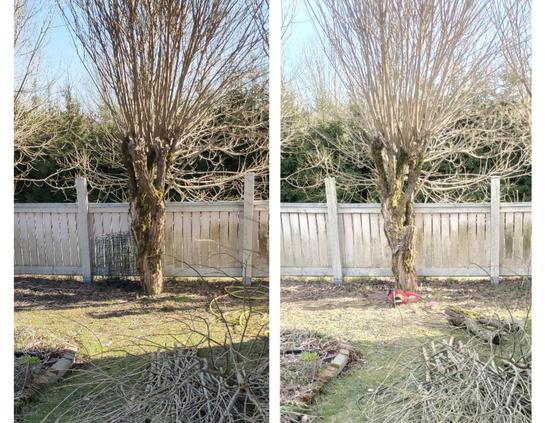 2 photo collage of a tree with bare branches next to a wooden fence.
Left: tree
Right: same tree but a large fork, pointing towards garden, is sawn off, lying on the ground. A small red chainsaw sitting under the pruned tree.

Photo by me
