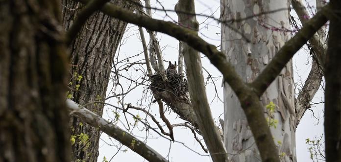 An owl nest against an overcast sky, fairly small in frame. A well camouflaged owl is peering over the edge of the nest, its silhouette only made obvious by its prominent ear tufts. The nest is framed naturally by tree trunks, dark brown cottonwood bark and mottled white-grey American sycamore bark. A few branches are just beginning to leaf out.
