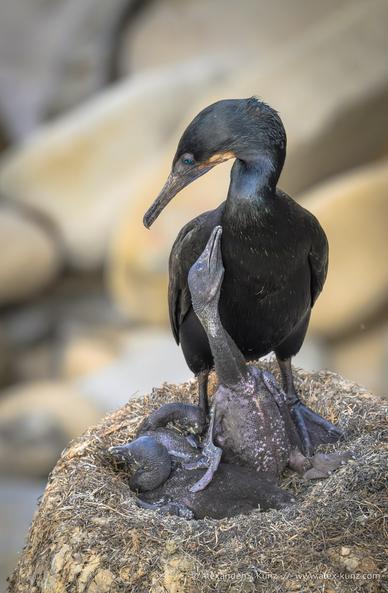A vertical orientation photo showing a beautiful black shorebird with blue eyes, standing at the edge of a bowl-shaped nest with naked chicks in it. One of the chicks raises its body and stretches its neck towards the adult, begging for food.