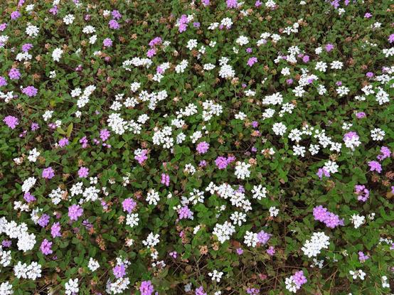 A bed of small white and pink flowers with green leaves.