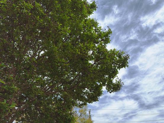 A lush green tree with dense foliage taking up most of the left side of the image. The tree has bright green leaves and a brown trunk. On the right side, there's a dramatic cloudy sky with gray and white clouds. Power lines are visible in the lower right portion, stretching across the scene. There's also a hint of another tree with yellowish foliage in the bottom right corner.
