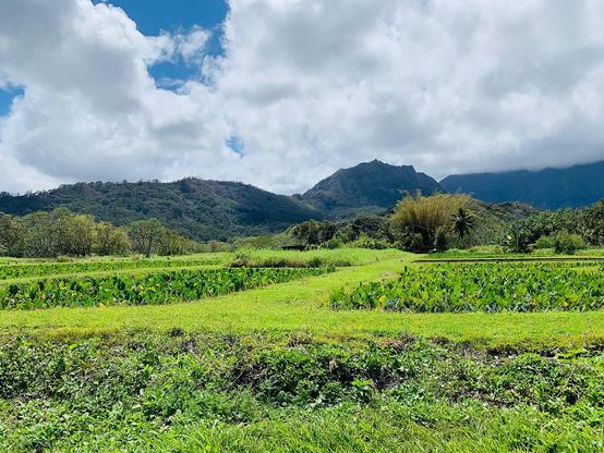 A literal field of green, a taro field with two main sections of taro grows in the foreground. In the background ar a series of hills with cloudy skies above... And pretty much everything blow the sky is GREEN.