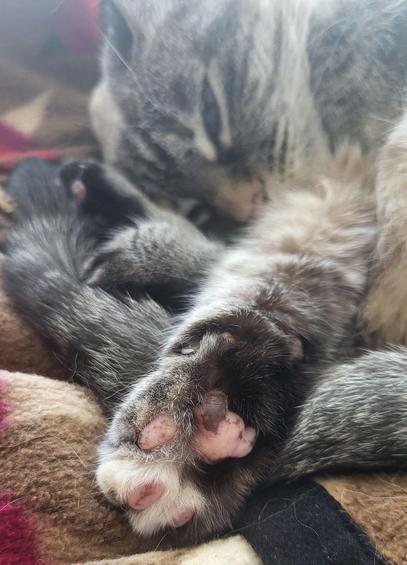 Lulu the cat's toe beans.