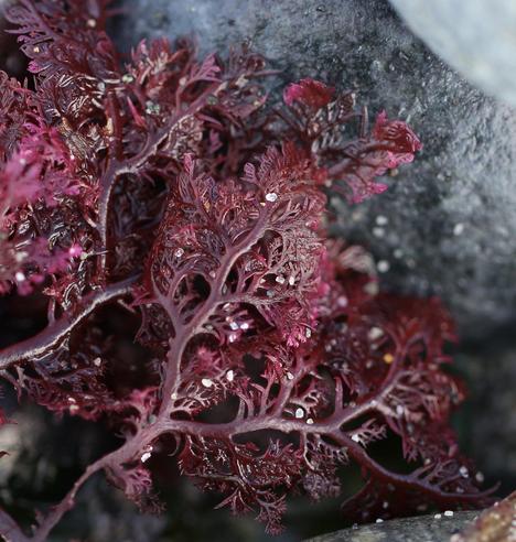 A deep purple-red seaweed with very lacy, feathery appendages sitting on a rocky beach. Small grains of sand are stuck to it.