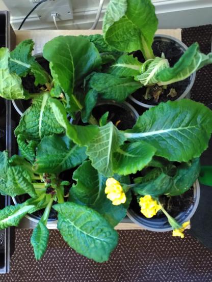 Overhead shot of a small tray of bedding plants in grey pots. Pot at bottom right of image has some small yellow flowers but the rest are healthy plants with lots of large green leaves.