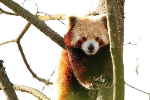 A red panda hanging in the tree looking directly at the camera.