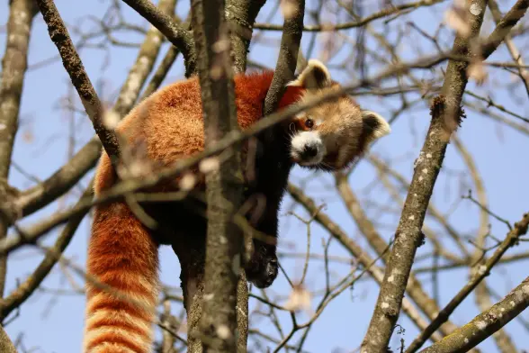 Photo of a red panda hanging on a branch looking to the side.