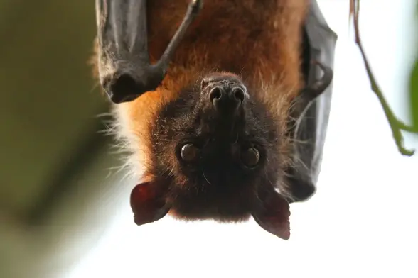 Close up photo of a flying fox looking directly at the camera.